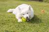Balle perforée ovale en TPE pour chien 11 cm lime