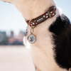 Médaille motif papillon bleu clair pour chien et chat