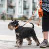 Collier Urban Style pour chien - DOG Copenhagen
