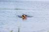 Jouet aquatique Aqua Toy Canard sur corde pour chien Trixie