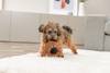 Jouet en peluche Monstre sonore pour chien Trixie