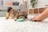 Jouet peluche griffe sur corde avec couinement pour chien