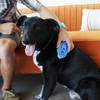 KONG Brosse de massage et bain pour chien ZoomGroom
