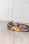 Jouet tortue frétillante interactive pour chat rechargeable
