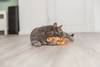 Jouet tortue frétillante interactive pour chat rechargeable