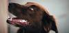 Nylabone Os à mâcher Extreme bœuf et fromage pour chien