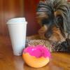 Nylabone Jouet à mâcher Extreme donut glacé saveur lard pour chien