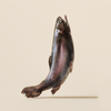 CARNILOVE True Fresh croquettes poisson et dinde pour chien