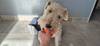 Jouet flottant Tao en forme de balle pour chien aquatique