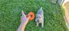 Jouet en forme de donut TAO Zolux pour chien