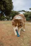 Jouet pour chien en forme d'os Tao à mâcher de Zolux