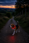 Collier lumineux multifonction 7 couleurs pour chien Mon Ami Luki