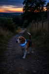 Collier lumineux multifonction 7 couleurs pour chien Mon Ami Luki