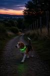 Collier lumineux multifonction 7 couleurs pour chien Mon Ami Luki
