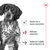 ROYAL CANIN Medium Ageing bouchées en sauce pour chien 10 x