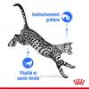 ROYAL CANIN Sachets fraîcheurs Gelée INDOOR 7+ pour chat senior stérilisé