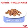 ROYAL CANIN Sachets fraîcheurs Gelée INDOOR 7+ pour chat senior stérilisé