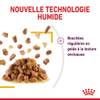 ROYAL CANIN Sensory Taste pâtée en gelée pour chat
