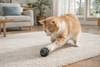 Pack chaton : tout pour commencer