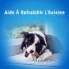 PRO PLAN Dentalife chien bâtonnets dentaires multipack