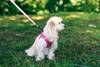 Harnais chien Zolux Mesh rose léger respirant réfléchissant
