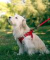 Harnais chien Zolux Mesh rouge réglable et respirant