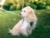Harnais chien Zolux Mesh turquoise