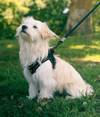Chien - harnais Mesh noir Zolux léger et respirant