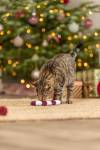 Jouet de Noël Sucre d'orge Trixie avec catnip pour chat