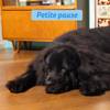 Edgard & Cooper Chien adulte petites croquettes saumon