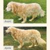 Croquettes chien Pro-Nutrition Protect Senior+