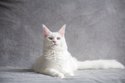 Maine coon