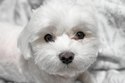 Bichon Maltais
