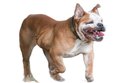 Bouledogue Anglais