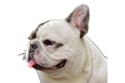 Bouledogue Français