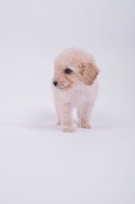 Caniche