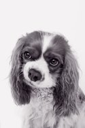 Cavalier King Charles