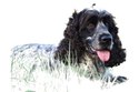 Cocker Spaniel Anglais