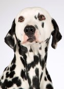 Dalmatien