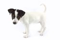 Jack Russell
