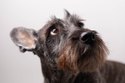 Schnauzer
