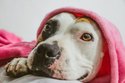Staffordshire Bull Terrier