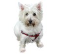 West Highland Terrier