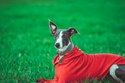 Whippet