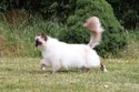 Ragdoll