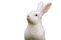 Lapin