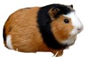 Cochon d'Inde