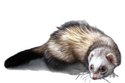 Furet