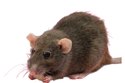 Rat
