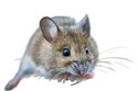 Souris